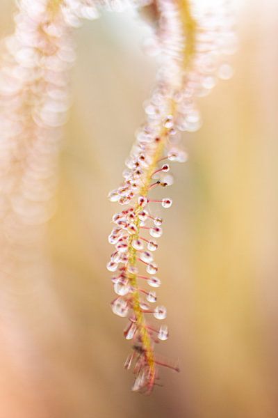 Hortus Botanicus | Botanischer Garten Leiden | Blume | Pastell | Sonnentau | Lensbaby Kunstdruck von Gabry Zijlstra