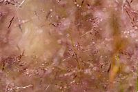 blühendes Gras in Magenta