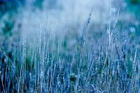 Bloemetjes, veldbloemen, planten, bermen, graan