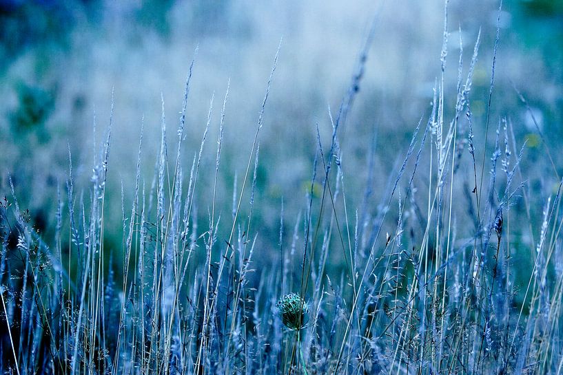 Bloemetjes, veldbloemen, planten, bermen, graan by Anouk Timmerman