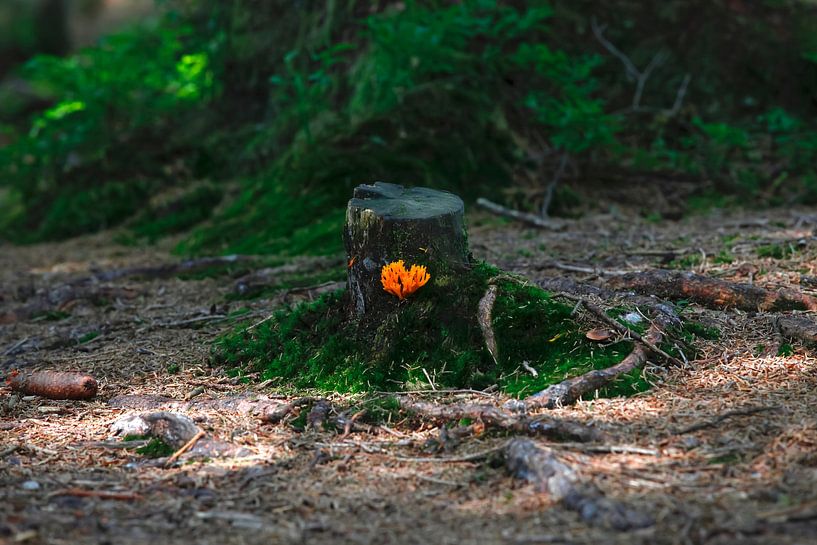 Forest by Thomas Jäger