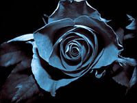 Schwarze Rose