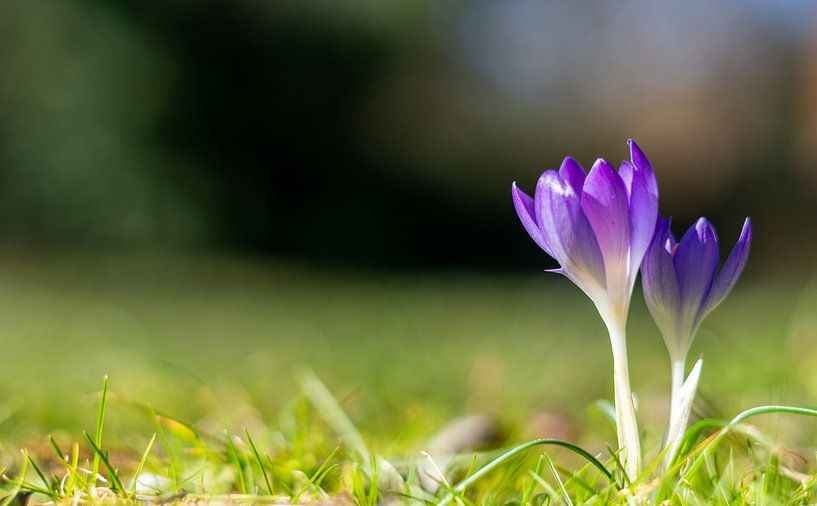 Lila Frühlings Krokus Blüten mit Bokeh im Park von Animaflora PicsStock