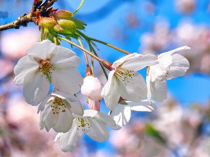 Sakura (Japanse Kersen Bloesem) van Eduard Lamping
