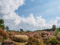 Heuvels met heide