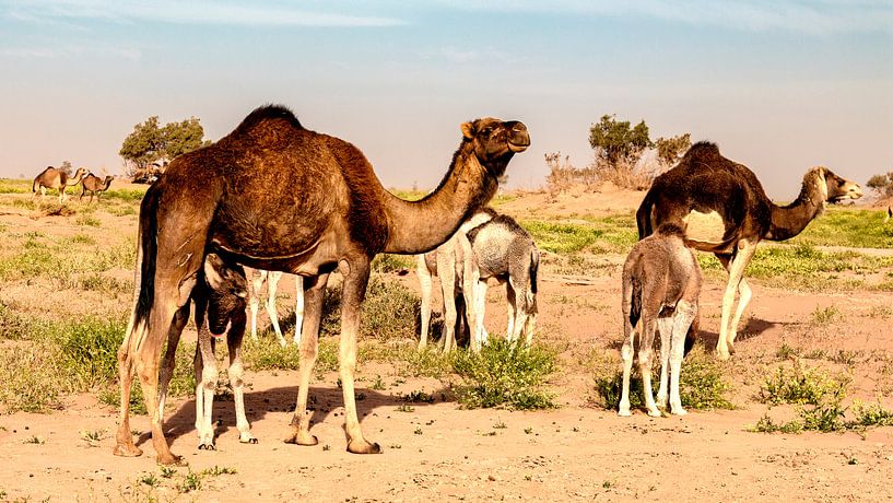 the whole family of camels together by Hans de Waay
