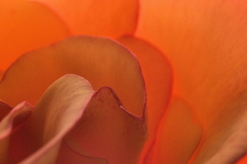 Flowers von John Pex