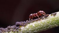 Ant guarding lice macro