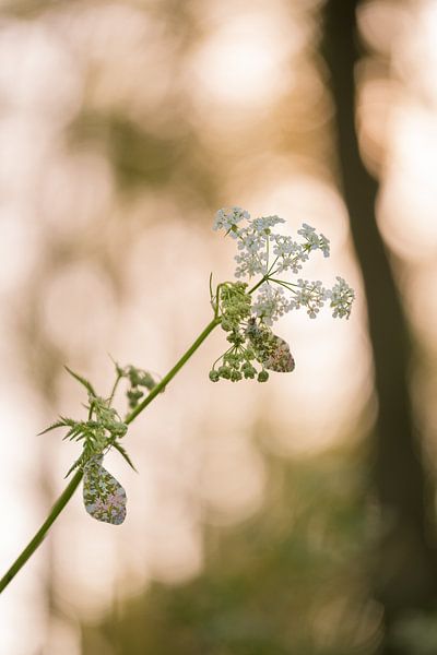 Papillon (pointe orange - Anthocharis cardamines) au petit matin par Moetwil en van Dijk - Fotografie