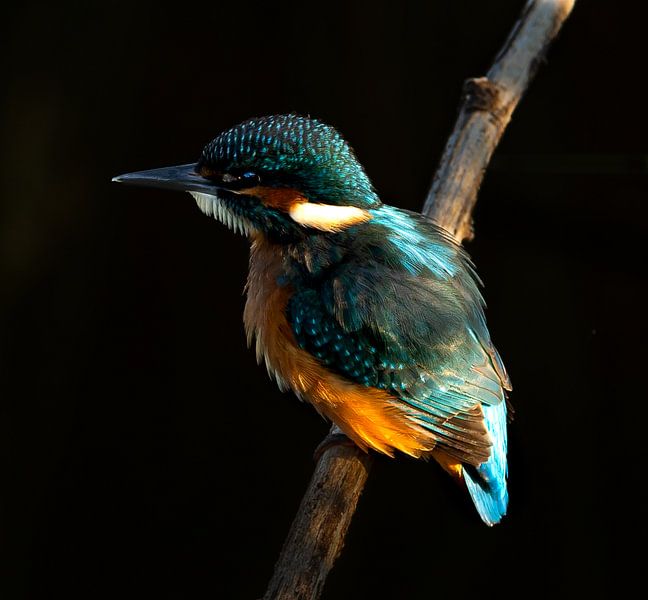 Kingfisher. par Wouter Van der Zwan