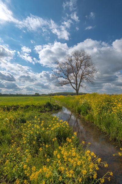 Baum für Graben und Raps von Moetwil en van Dijk - Fotografie