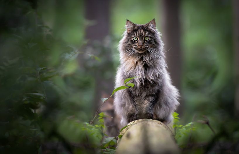 Thorin die Waldkatze von Het Boshuis