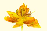 Kunstwerk "Gelbe Tulpenblüte"