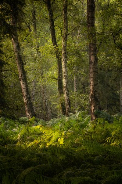 Arbres avec fougères par Moetwil en van Dijk - Fotografie