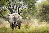 Elefant in seinem natürlichen Lebensraum