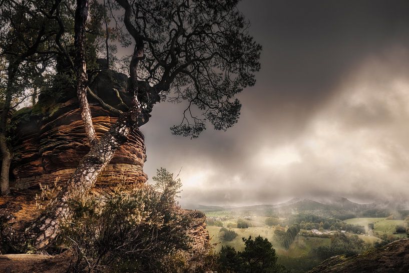 Lumière d'ambiance dans la forêt du Palatinat en Rhénanie-Palatinat par Voss photographie