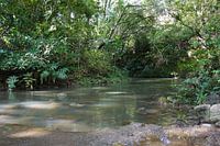 In the rainforest in Hawaii