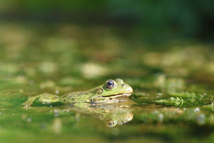 Frosch mit Spiegelung von Daniëlle Eibrink Jansen