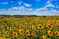 sunflower Field