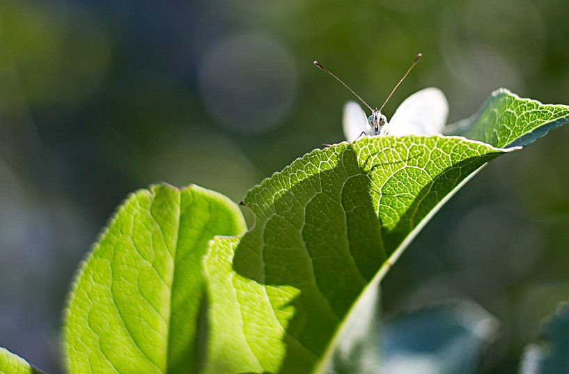 Sehen Sie sich die Leute einfach heimlich an von Eus Driessen