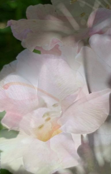 Fleurs pastel. par Marianna Pobedimova