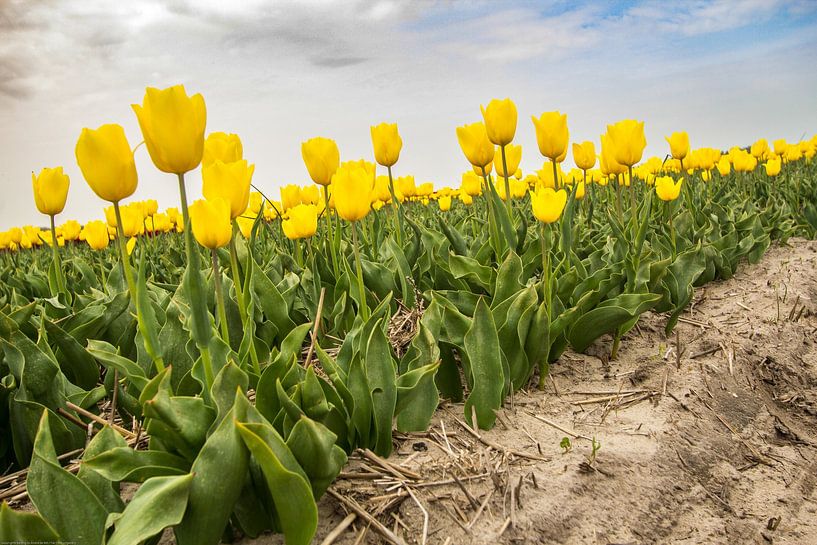 Champ de bulbes en Hollande du Nord avec des tulipes jaunes. par AdWF