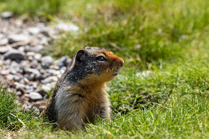 Chien de prairie dans les Montagnes Rocheuses par Roland Brack