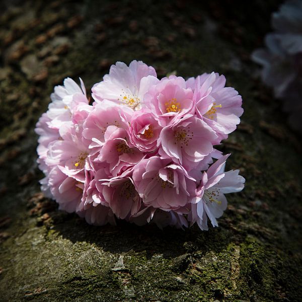 Fleur de cerisier par Johan Zwarthoed