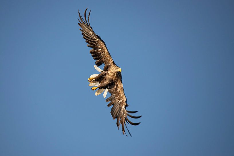 White Tailed Eagle, Haliaeetus albicilla by Gert Hilbink