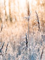 Panaches de roseaux dans la neige