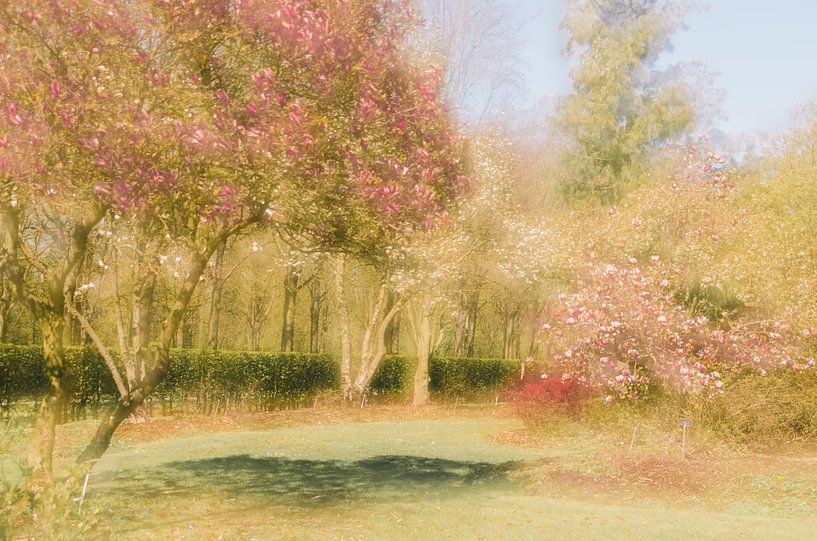 magnolia park by Aimé de Clercq