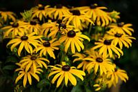 Rudbeckia-Blüten