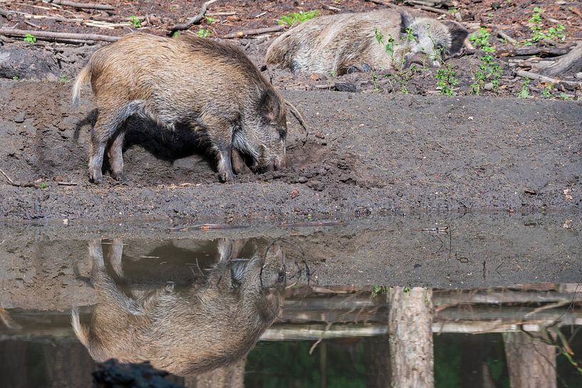 Das Wildschwein. 1 des Ferkels 5 der Niederlande von Merijn Loch