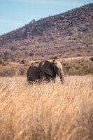 elephant in south africa