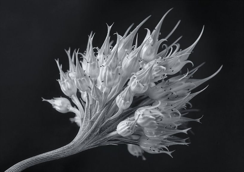 Flowers - Floral 4 by Sander Hupkes