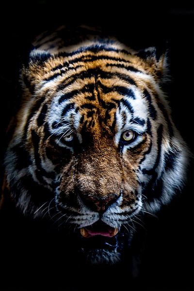 Tiger by shane mccoy