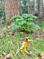 Pflanzung am Fuß eines Baumes