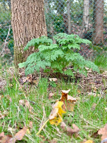 Pflanzung am Fuß eines Baumes von tijn Sonneveld