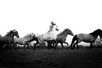 Kunst in Bewegung - Laufende Pferde schwarz und weiß