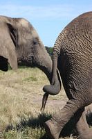 Olifanten verbintenis