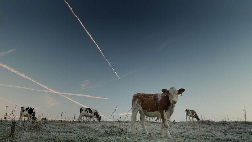 Morgen,  sagte die Kuh. von Lex Schulte