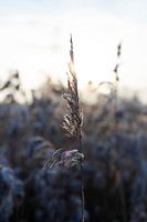 Vollkorn-Eiskristalle