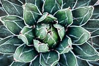 Agave von oben