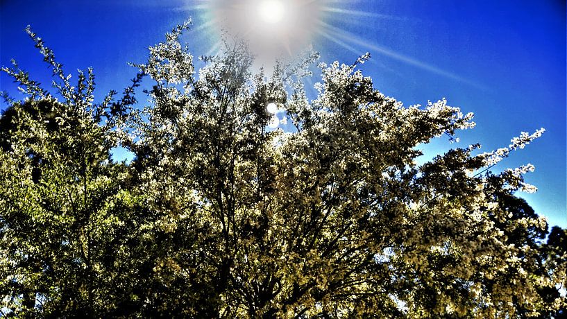 natuur op TENERIFE  bremst in bloei met blauwe lucht  in de zonnestralen by Willy Van de Wiele