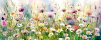 L'été ! Peinture panoramique avec des fleurs sauvages