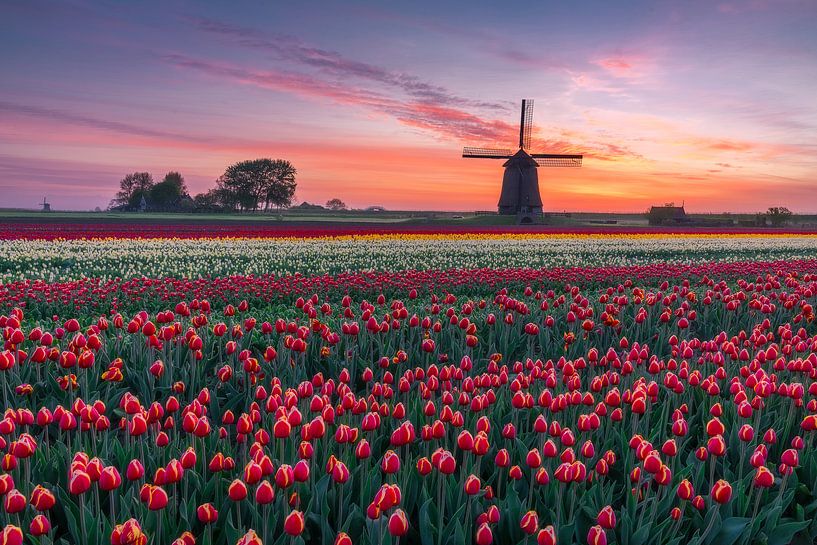 Molen en tulpen par Dick van Duijn
