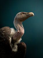 Griffon Vulture