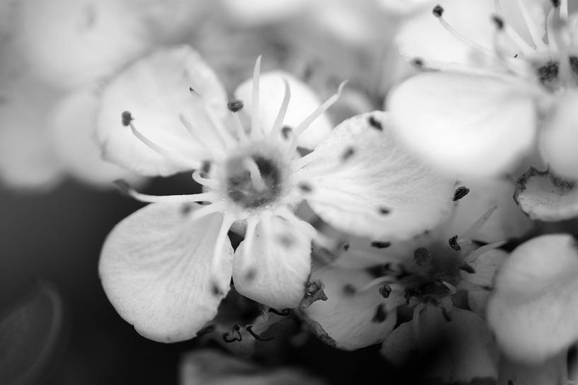 Une fleur en noir et blanc par Gerard de Zwaan