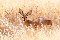 Antilope Steenbok