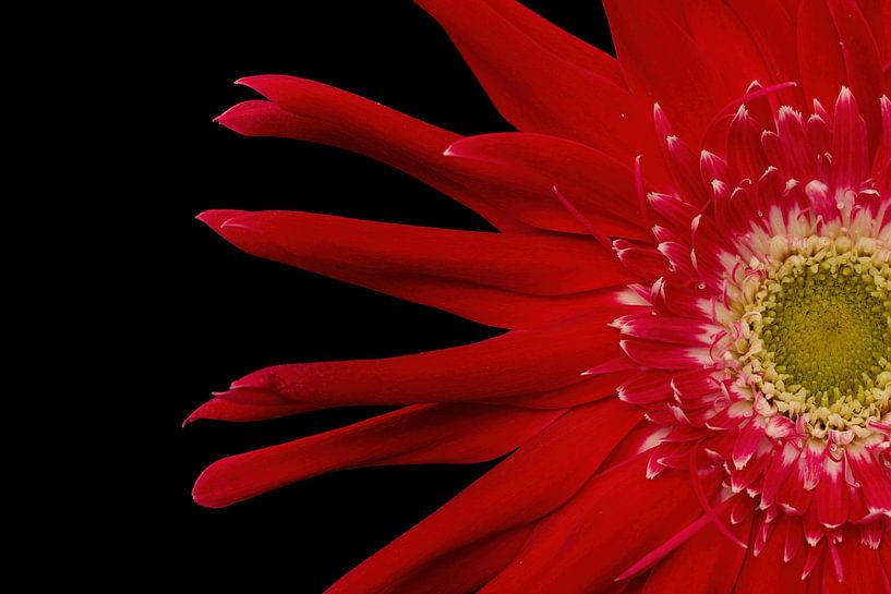 Rote Gerbera von Tanja van Beuningen